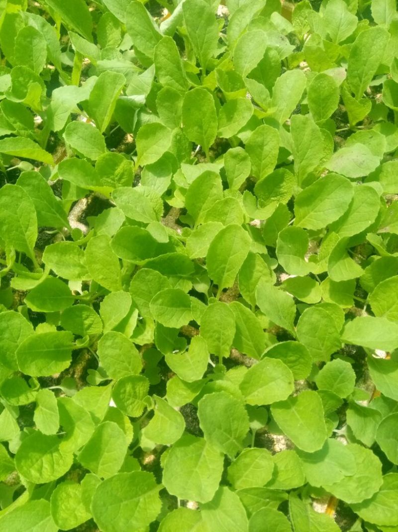 白菜苗，抗根肿，公司基地直供，运输无忧，全年供应！