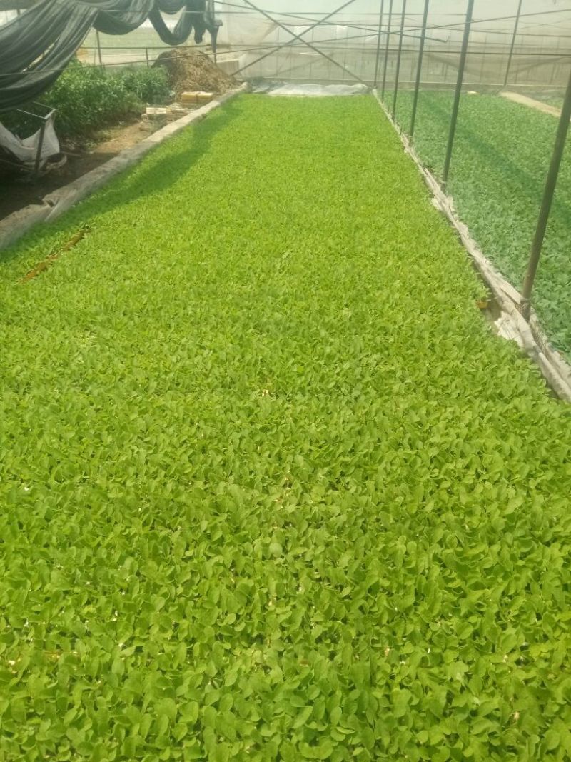 白菜苗，抗根肿，公司基地直供，运输无忧，全年供应！