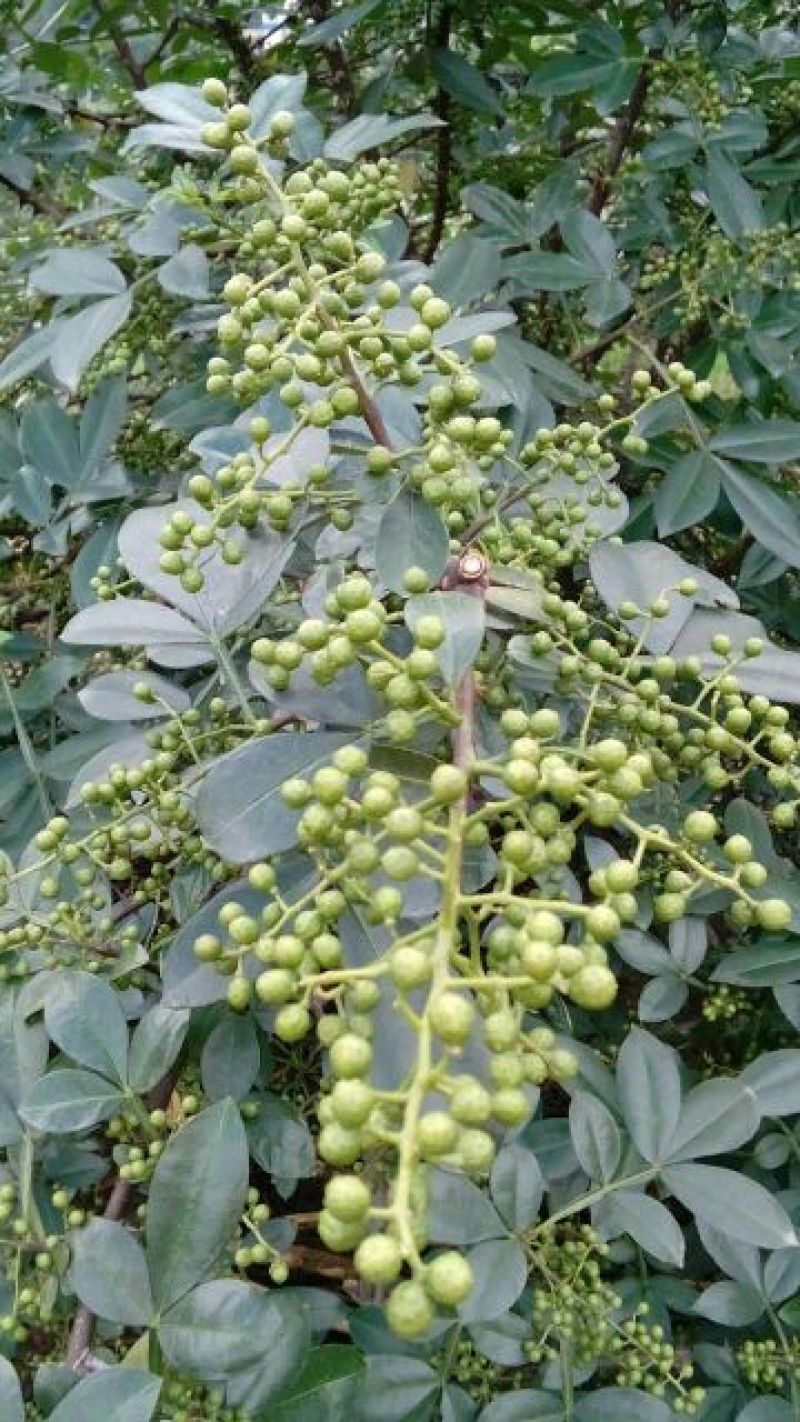 九叶青花椒一级干，可少量发货。货真价实，绝不以次充好