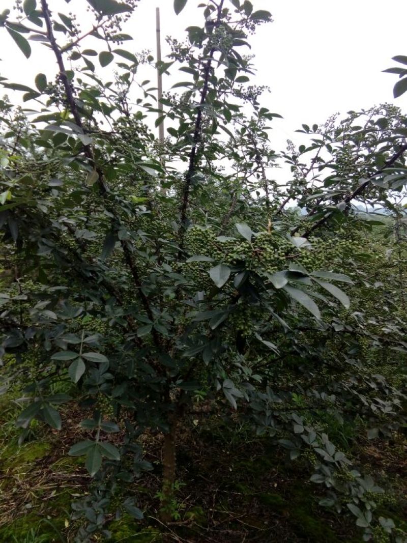 九叶青花椒一级干，可少量发货。货真价实，绝不以次充好