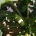 西葫芦1斤以上