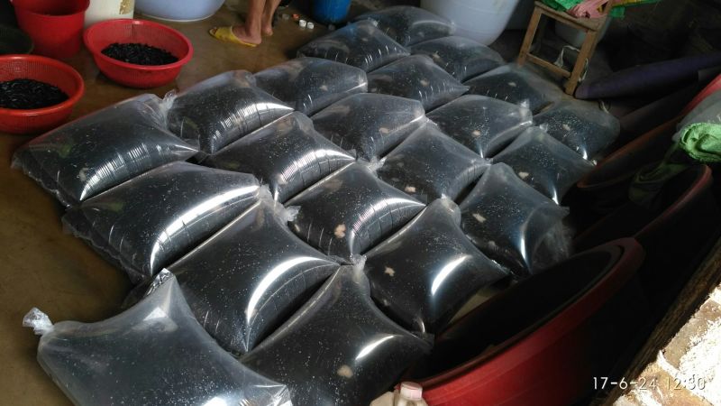 胡子鲶苗