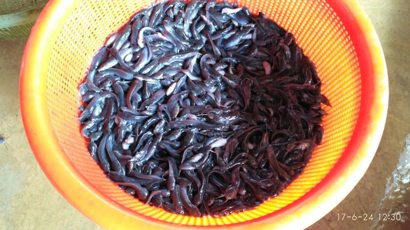 胡子鲶苗