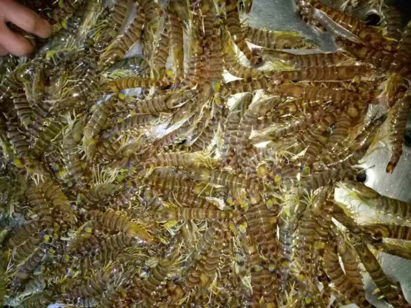 基围虾食用活虾