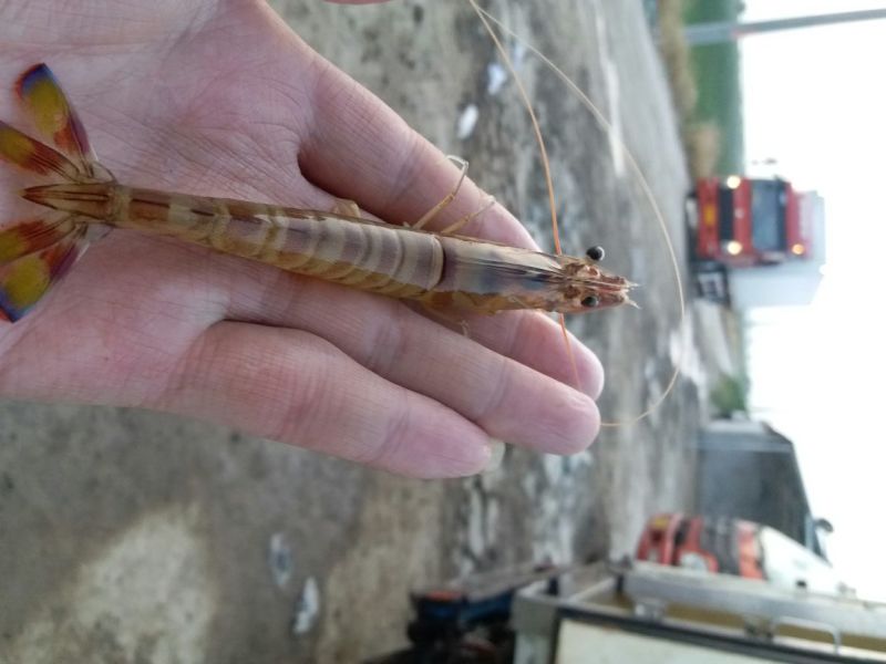 基围虾食用活虾
