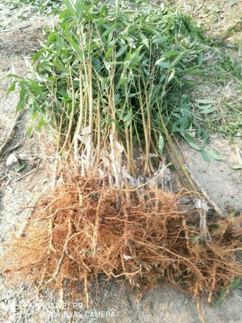 秋彤桃树成品苗80cm以上产地直供现挖现发成活率高
