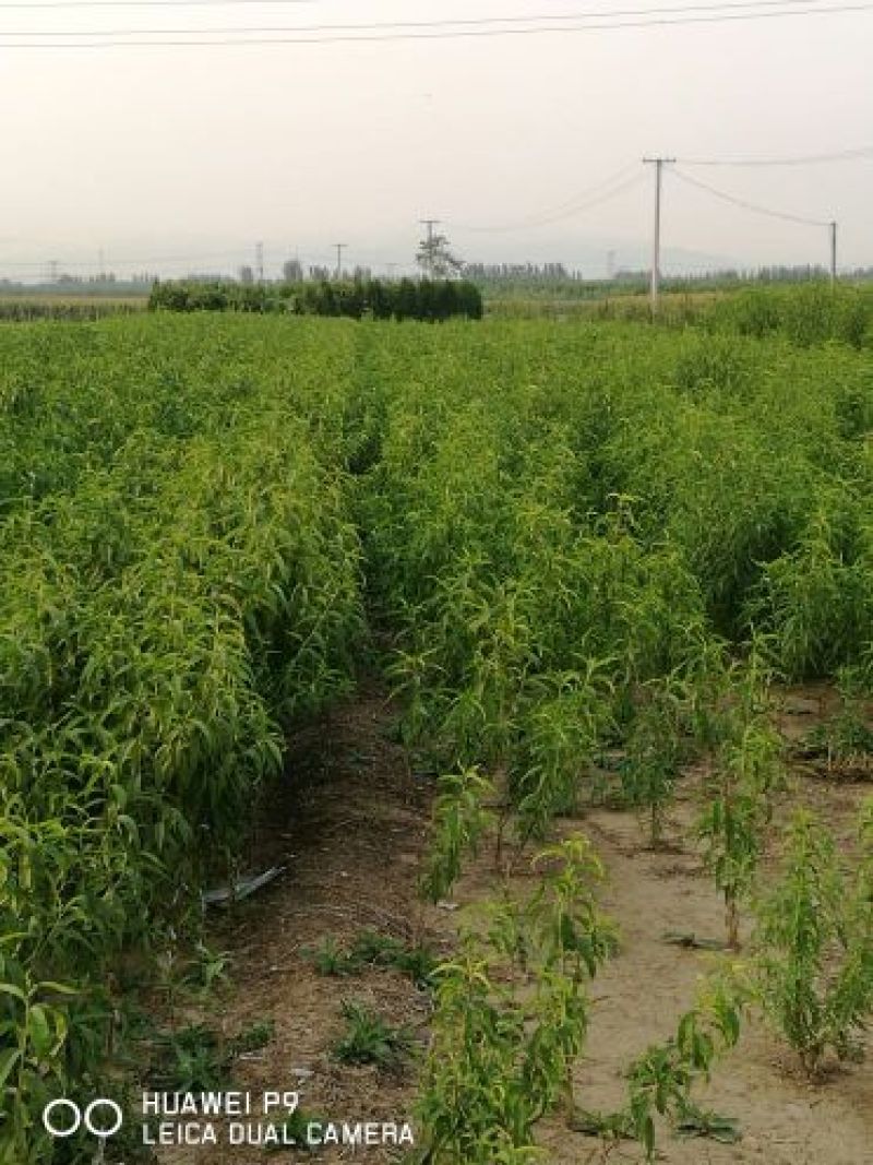 秋彤桃树成品苗80cm以上产地直供现挖现发成活率高