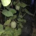 鲁厚甜1号甜瓜