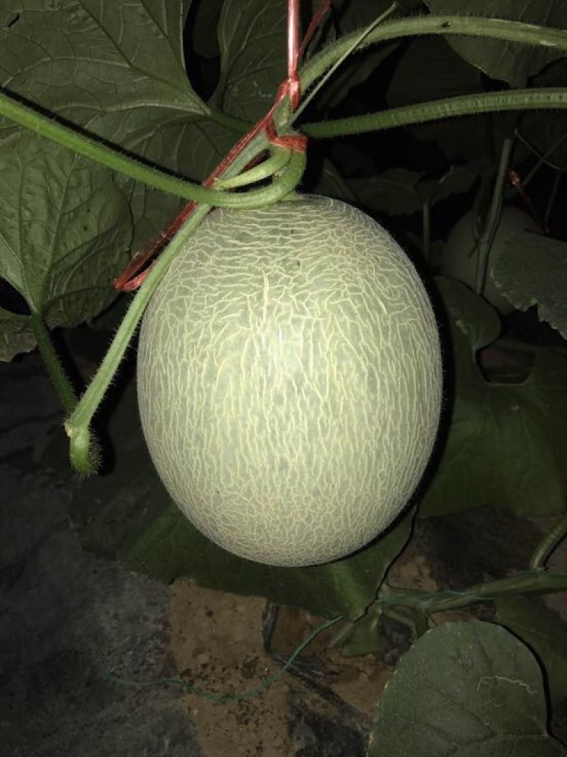 鲁厚甜1号甜瓜