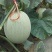 鲁厚甜1号甜瓜