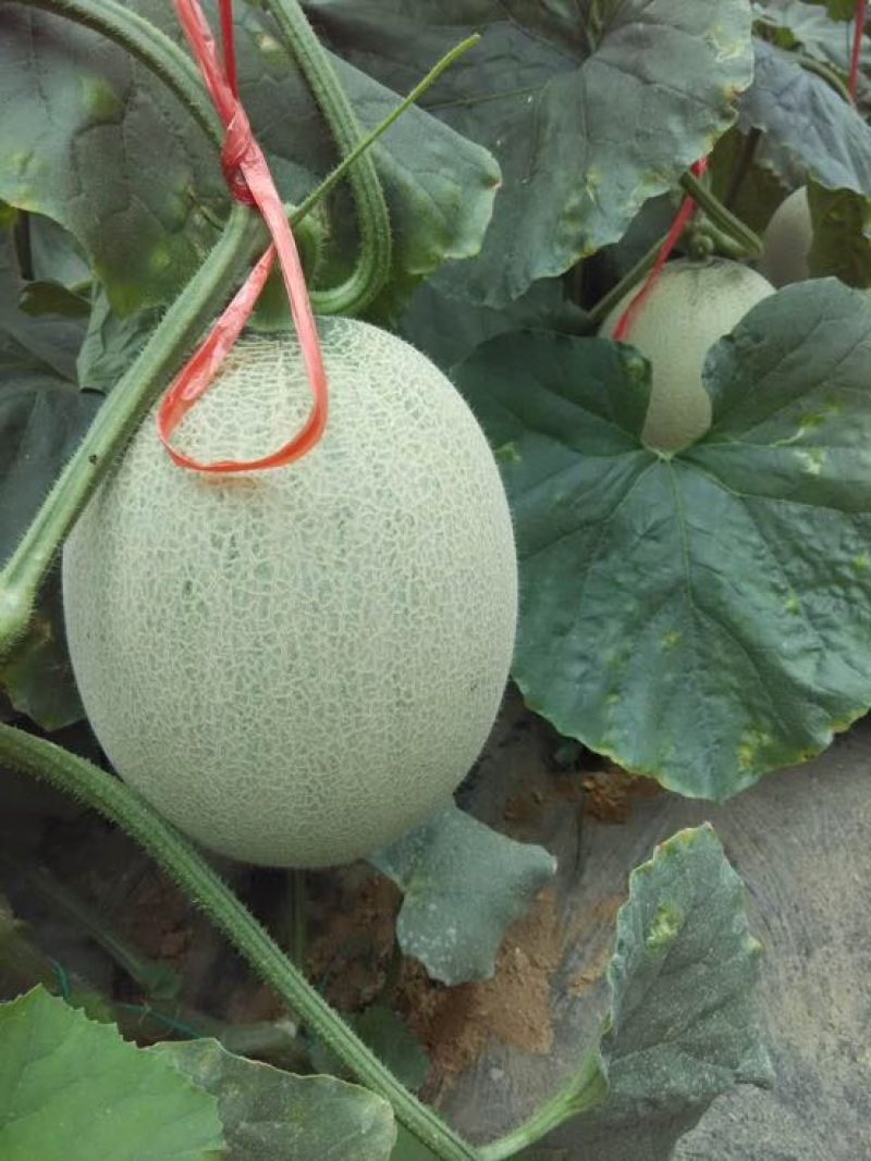鲁厚甜1号甜瓜