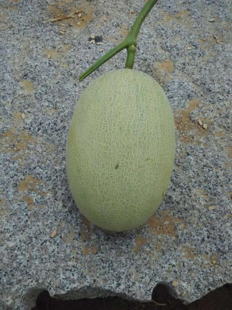 鲁厚甜1号甜瓜