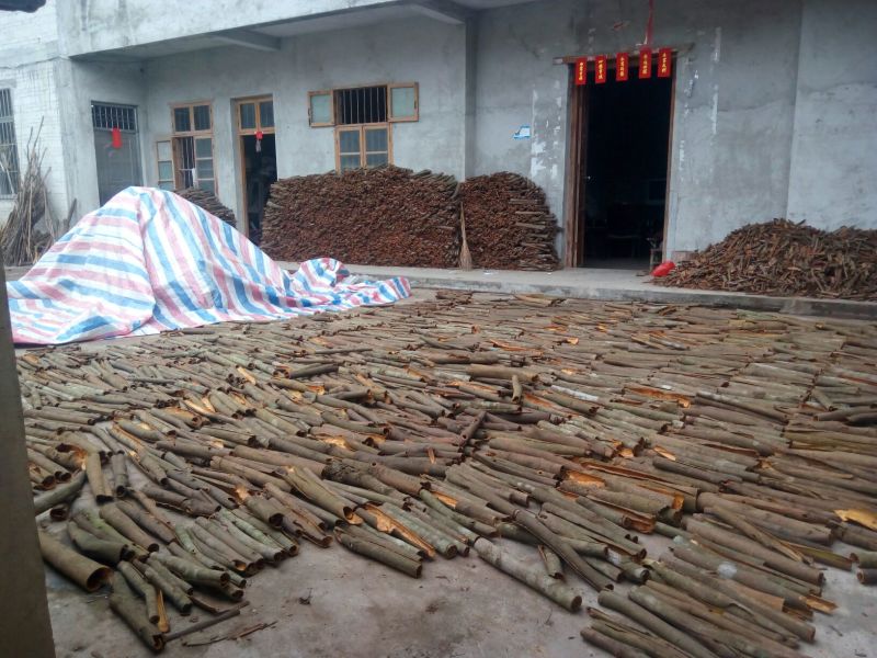 桂皮散装中通