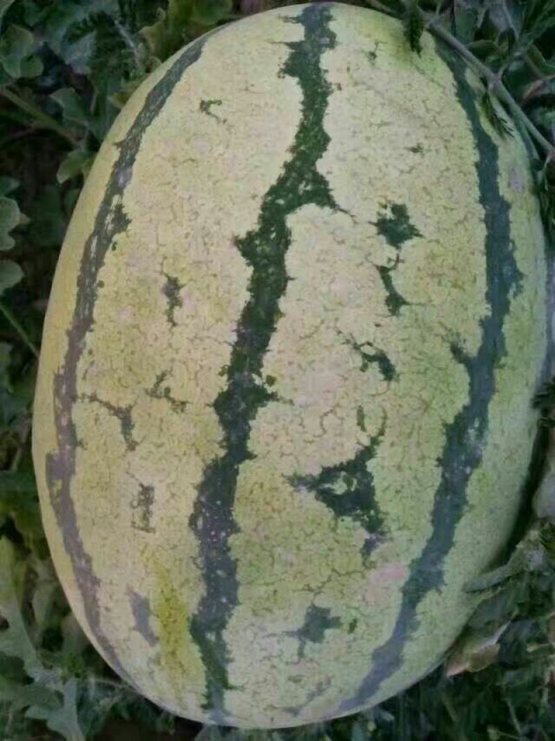 西瓜金花一号沙漠一号双红瓤口感甜度高皮薄