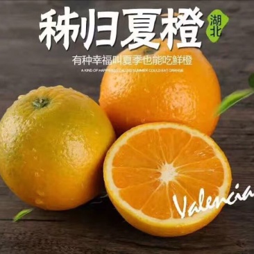 夏橙，秭归夏橙，现摘现发，全国发货，欢迎合作