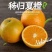 夏橙，秭归夏橙，现摘现发，全国发货，欢迎合作