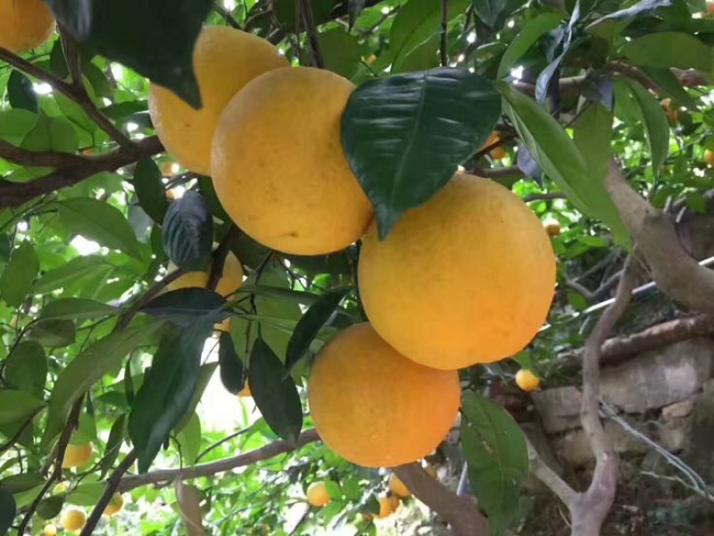 夏橙，秭归夏橙，现摘现发，全国发货，欢迎合作