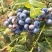 蓝莓