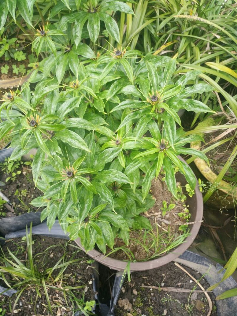 滇重楼苗3年