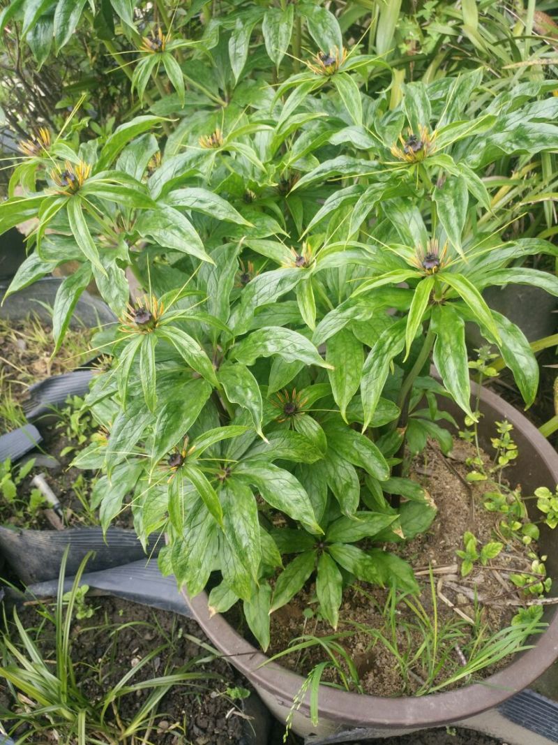 滇重楼苗3年