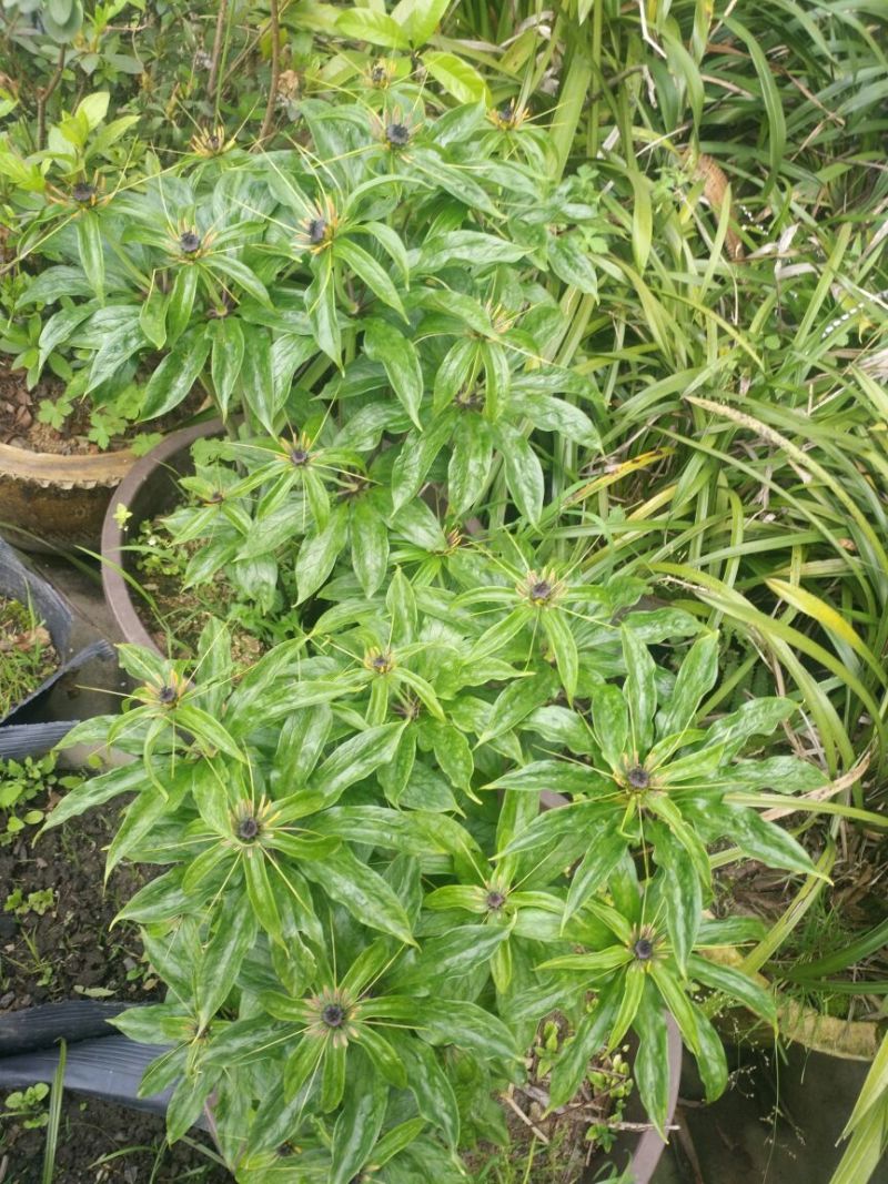 滇重楼苗3年