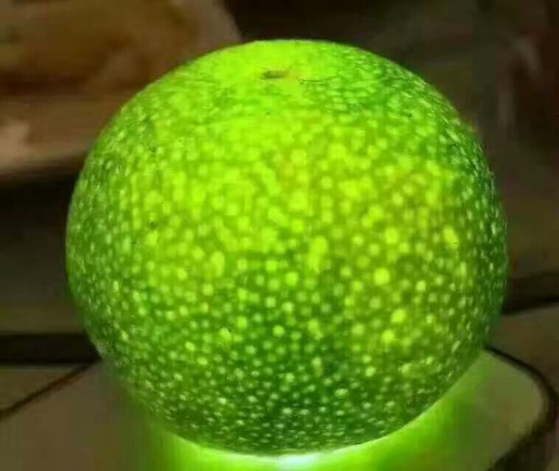 网红普洱小青柑特价了