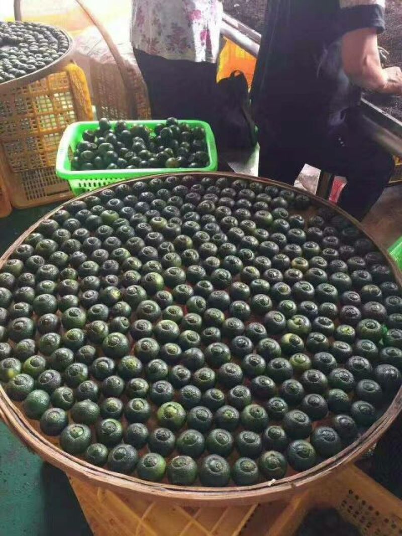 网红普洱小青柑特价了