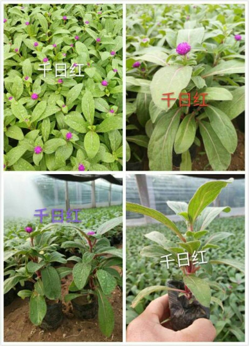 千日红10~20cm