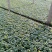 孔雀草