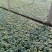 孔雀草