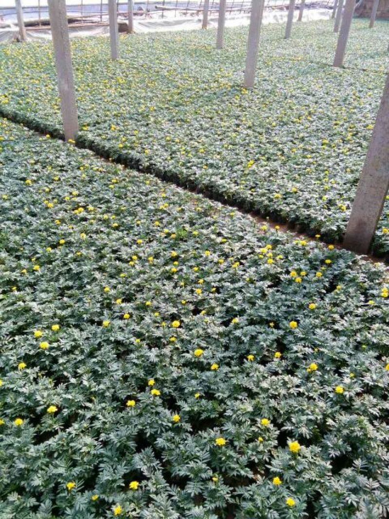 孔雀草