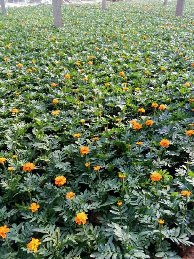 孔雀草