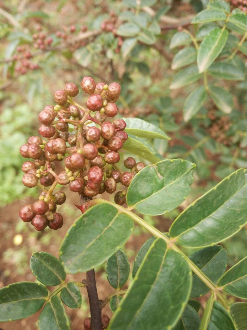 花椒一级鲜