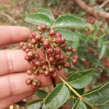 花椒一级鲜