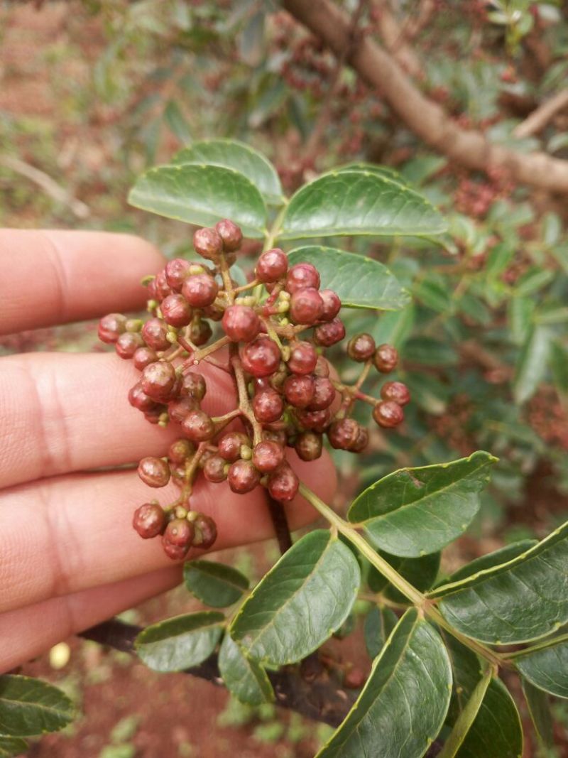 花椒一级鲜