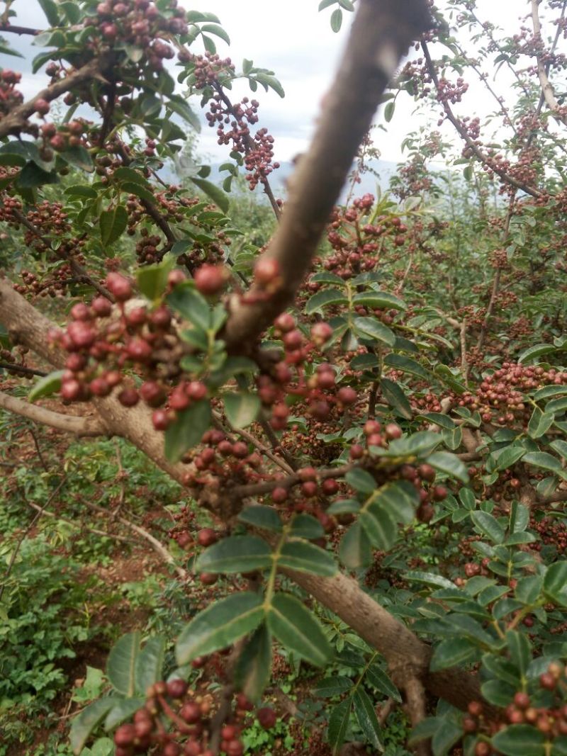 花椒一级鲜