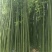 早园竹5~6m