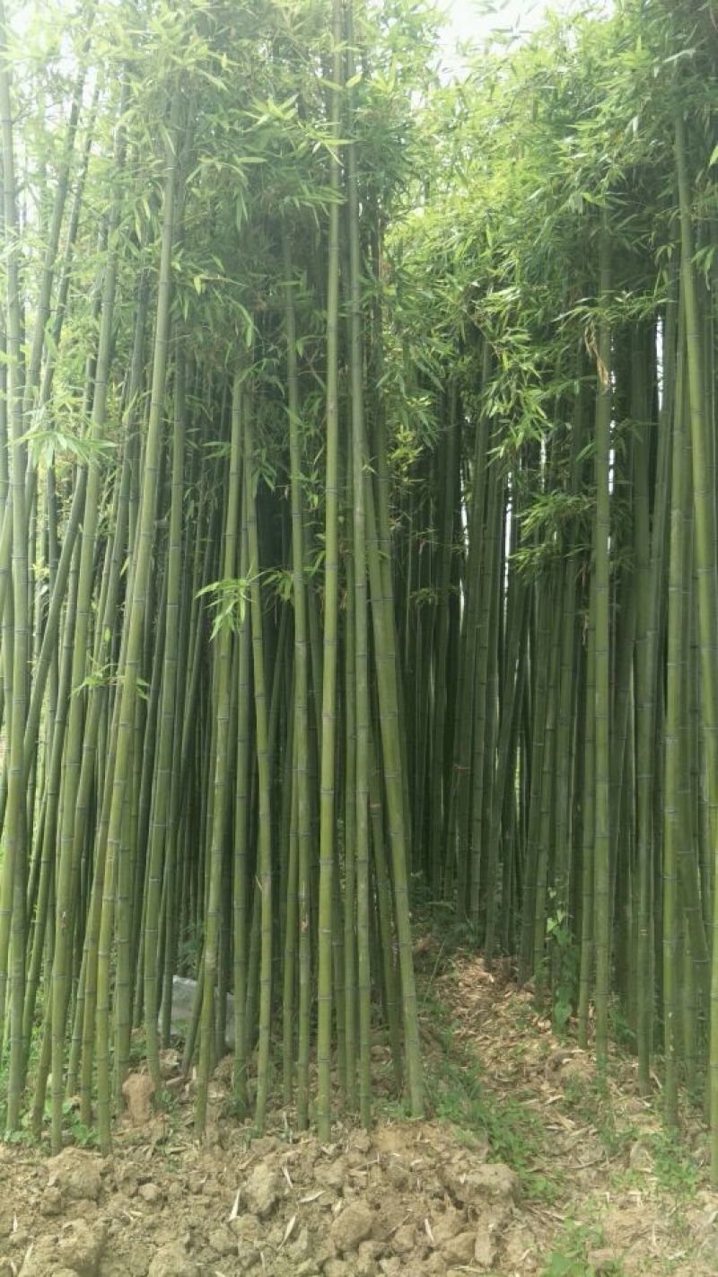 早园竹5~6m