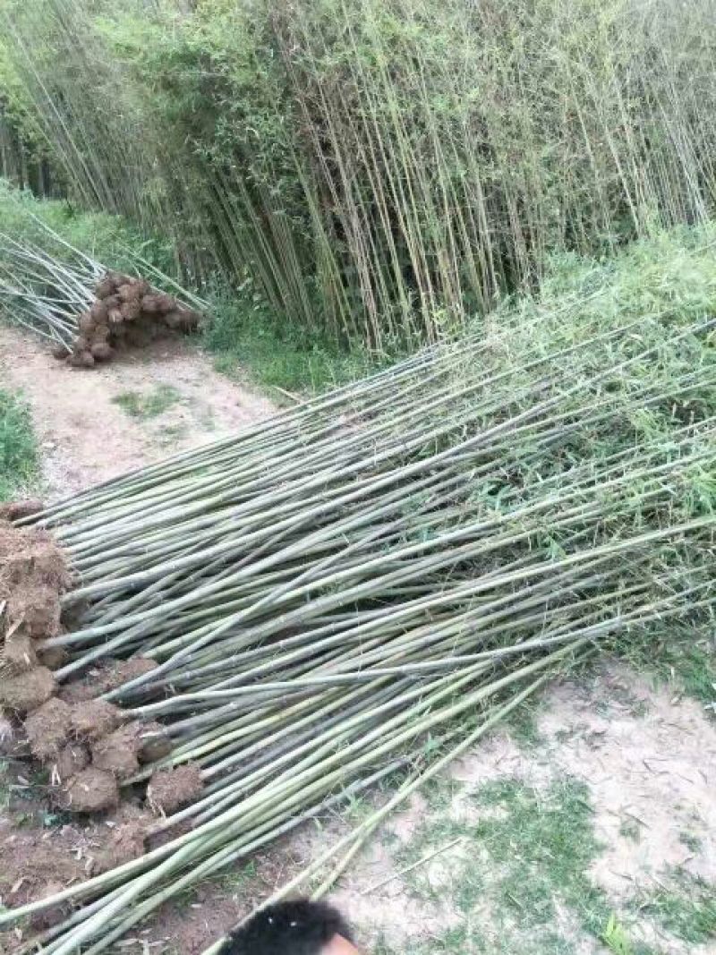 早园竹5~6m