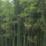 早园竹5~6m