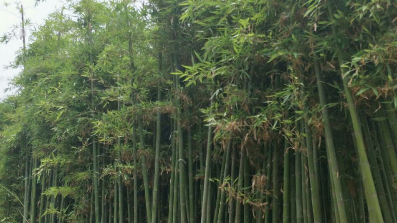 早园竹5~6m