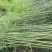 早园竹5~6m