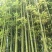 早园竹5~6m
