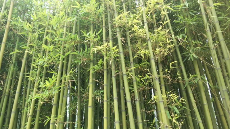 早园竹5~6m