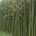 早园竹5~6m