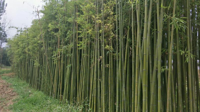 早园竹5~6m