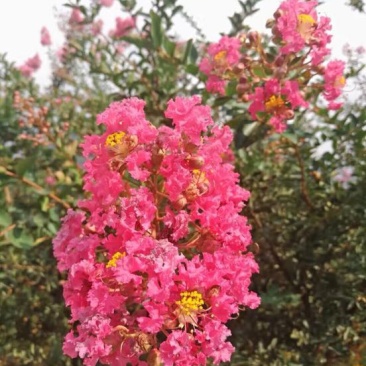 百日红