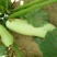西瓜10斤打底9成熟1茬