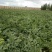 西瓜10斤打底9成熟1茬