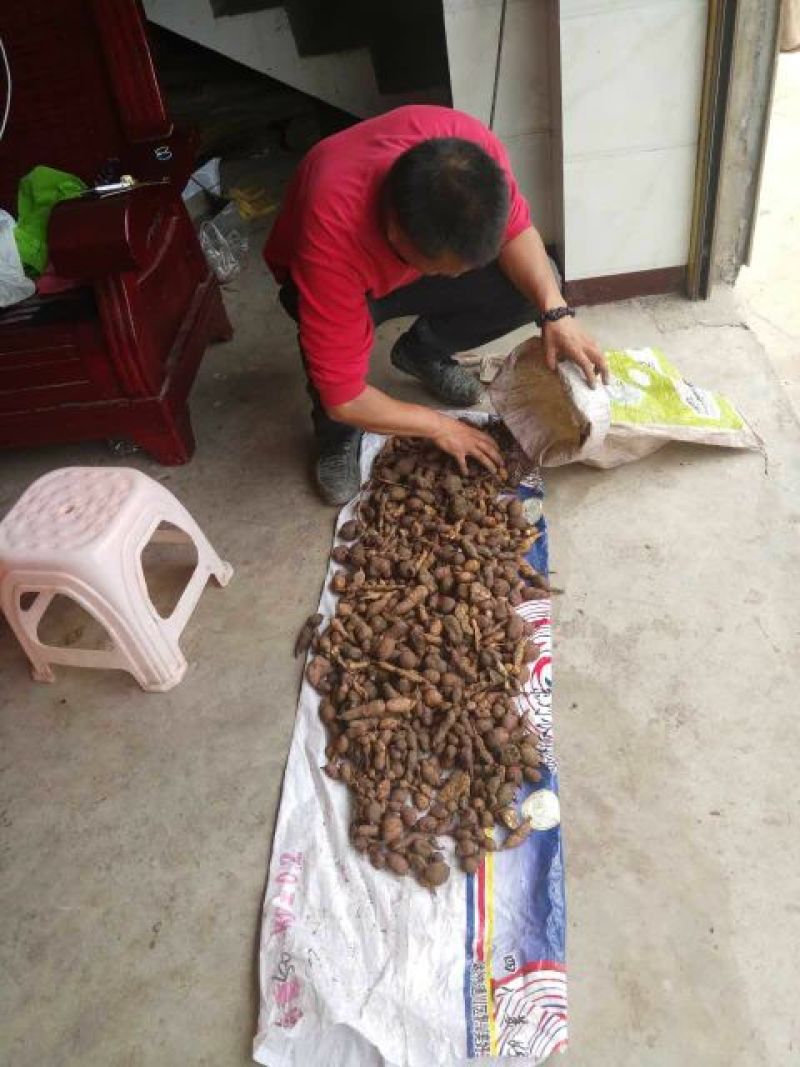 金果榄，鲜统货未淘洗